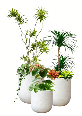 江北绿色植物租用商家-镇海办公室植物租赁费用-鄞州花卉租摆布置-海曙公司花卉出租